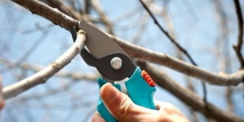 Kako orezati trešnje u proljeće za početnike: video, dijagrami, vrijeme, pravila za obrezivanje i formiranje krošnje